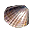 Scoică
